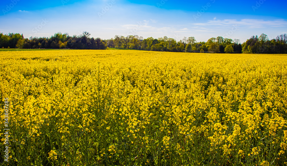 Field of yellow rapeseed flowers