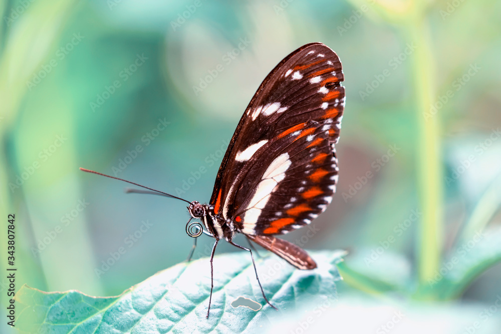 Fototapeta premium Beautiful heliconius butterfly sitting on flower in a summer garden
