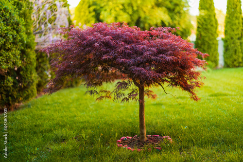 Papier peint Red foliage of the weeping Laceleaf Japanese Maple tree (Acer palmatum) in garde