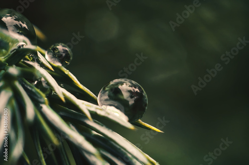 perfect round drop of water on pine cones, rain macro liquid tension photo