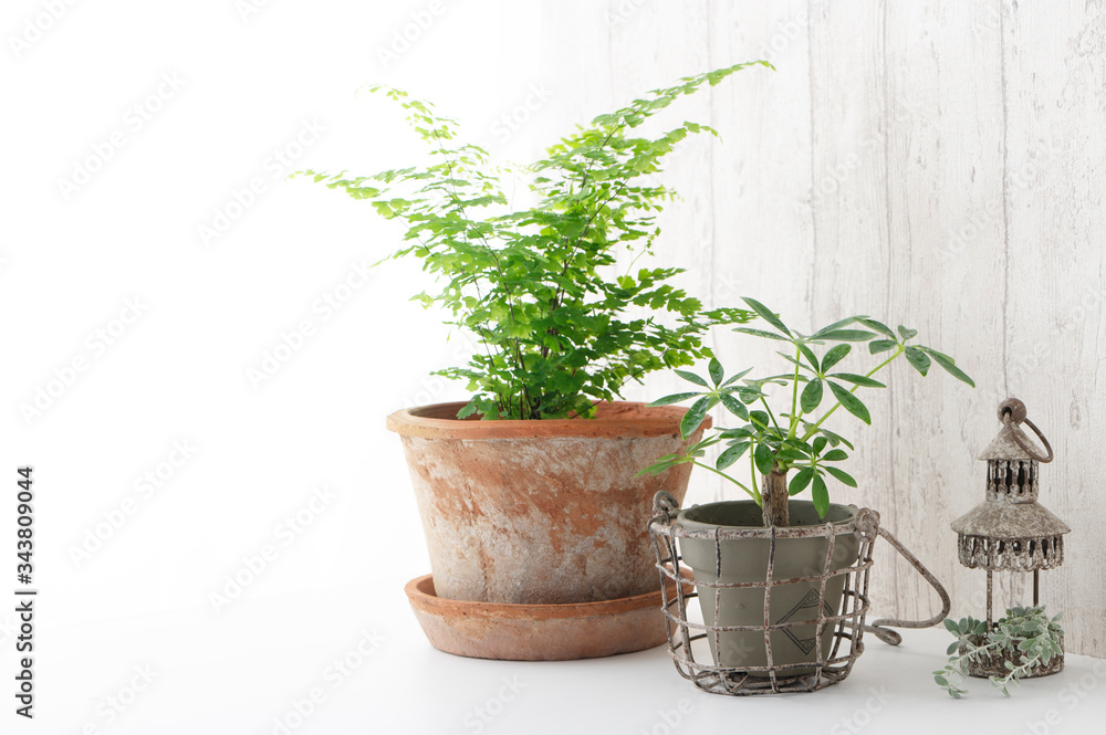 観葉植物 インテリア 観葉植物 インテリア