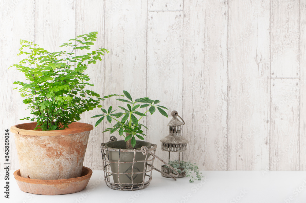 観葉植物 インテリア 観葉植物 インテリア