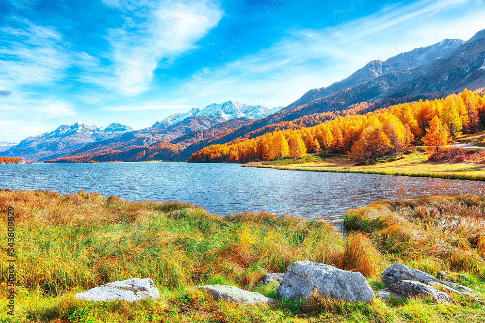 Stunning autumn scene in Swiss Alps and views of Sils Lake (Silsersee).