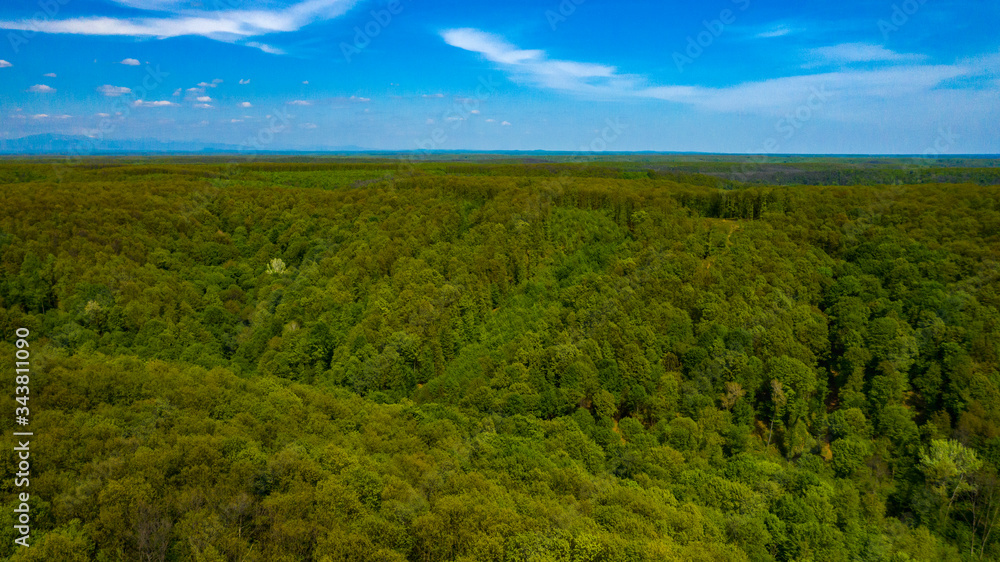 Aerial View of drone flying over the green forest