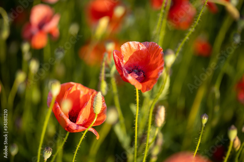 Blumenwiese Sommerwiese Mohnwiese Mohn in Nahaufnahme im Abendlicht Sonnenuntergang Makro