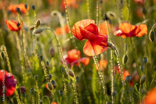 Blumenwiese Sommerwiese Mohnwiese Mohn in Nahaufnahme im Abendlicht Sonnenuntergang Makro