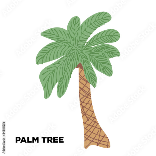 Palm tree. Hand drawn palm isolated on white. Vector.