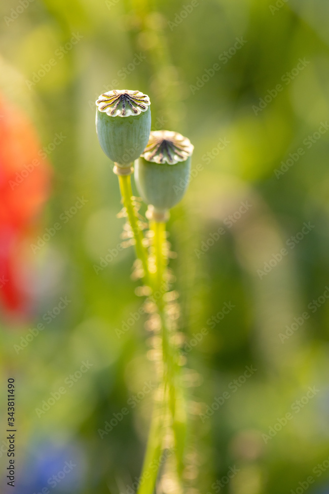 Mohnkapsel Mohn in Nahaufnahme Makro Sommerwiese Verblüht Mohnkapsel Mohn in Nahaufnahme Makro Sommerwiese Verblüht