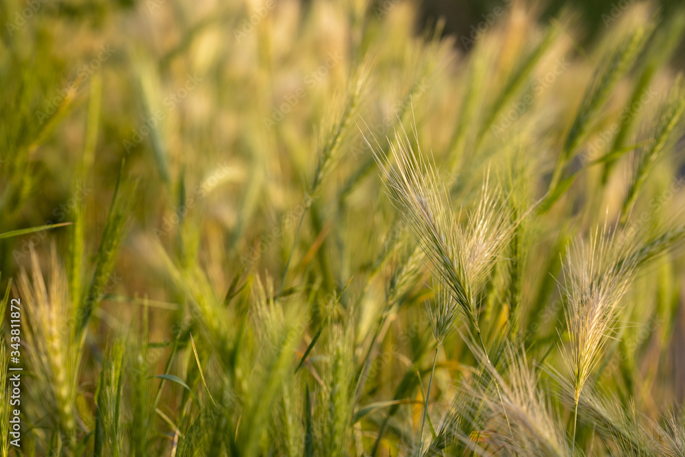 Sommerwiese Wildwiese Wildblumen Weizenhalm Halm im Abendlicht Sonnenuntergang Makro Nahaufnahme Sommerwiese Wildwiese Wildblumen Weizenhalm Halm im Abendlicht Sonnenuntergang Makro Nahaufnahme