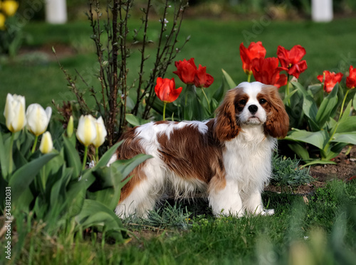 Canvas Print Portrait Of Cavalier King Charles Spaniel Standing On Grassy Field
