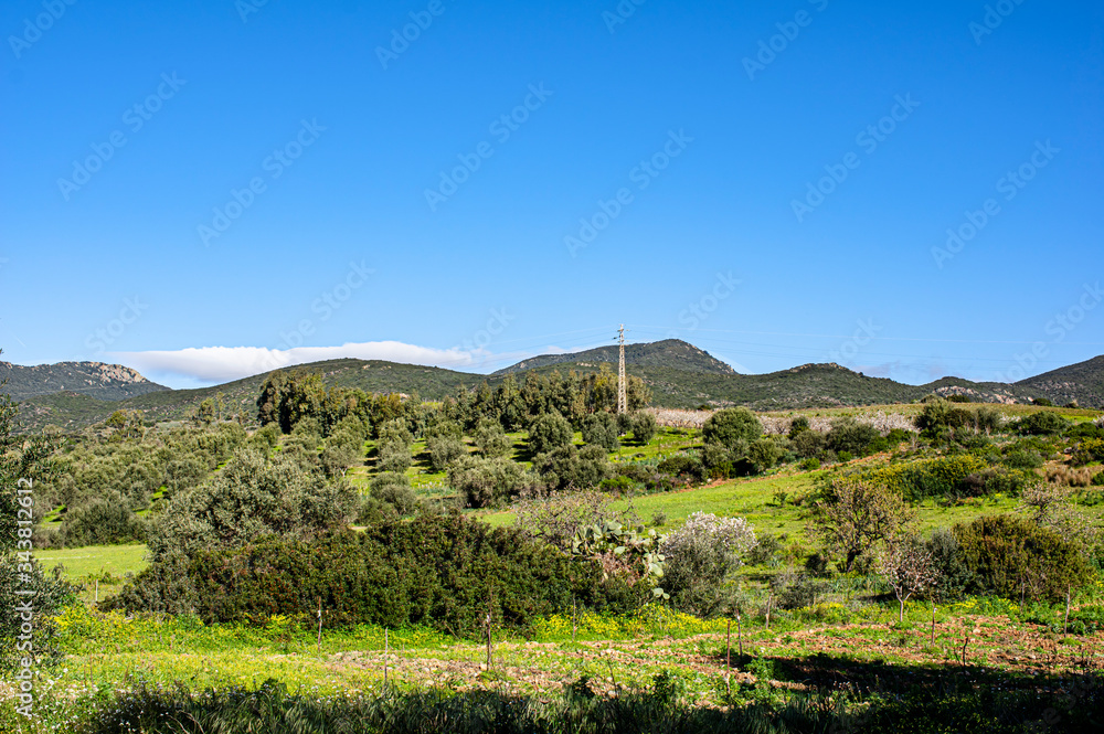 Italy Sardinia Photograph of Landscape Countryside with Olive Trees and Spontaneous Vegetation