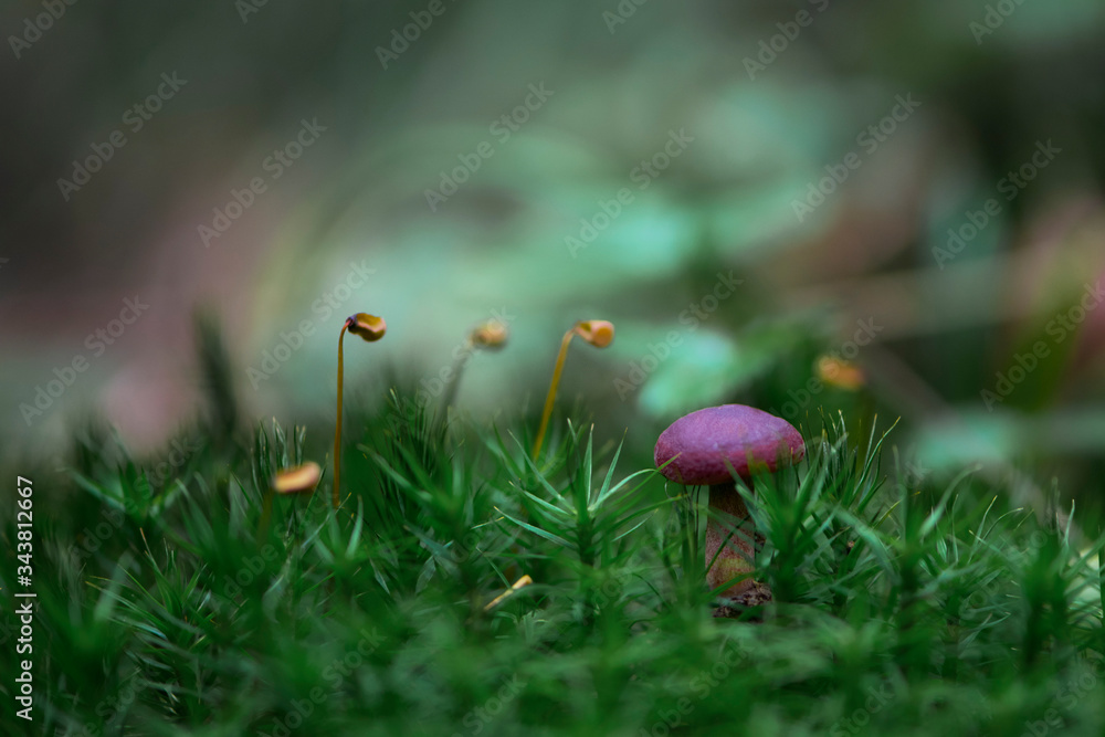 small forest mushroom in green moss
small forest mushroom in green moss