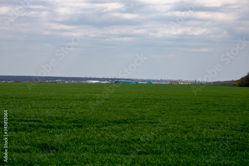 Wheat field at the best chernozem of the world
