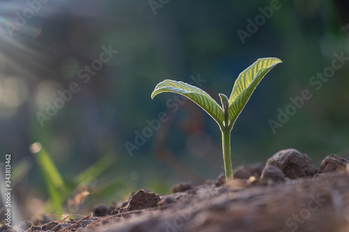 Growing plant,Young plant in the morning light on ground background, New life concept.Small plants on the ground in spring.fresh,seed,Photo fresh and Agriculture concept idea.
