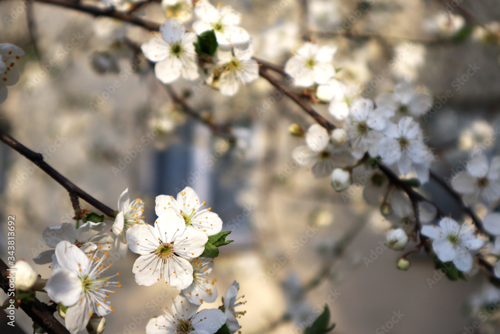 Cherry blossom, tree branches flowering. Spring and beauty concept. Cherry blossom, tree branches flowering. Spring and beauty concept.