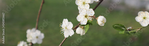 Cherry blossom  tree branches flowering. Spring and beauty concept. Banner.
