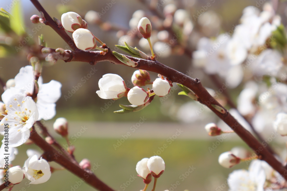 Cherry blossom, tree branches flowering. Spring and beauty concept. Cherry blossom, tree branches flowering. Spring and beauty concept.