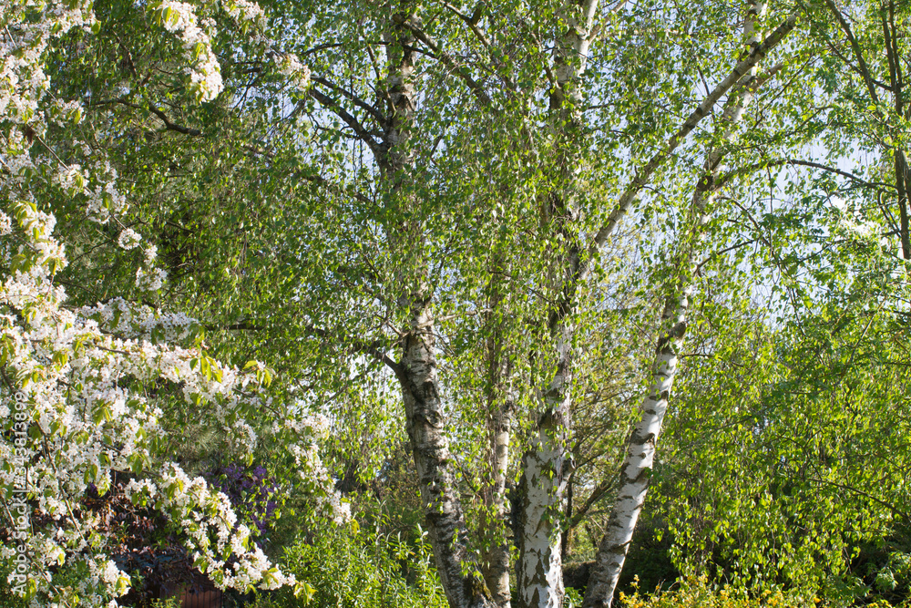 beautiful generous birch and cherry blossom trees in springtime park beautiful generous birch and cherry blossom trees in springtime park