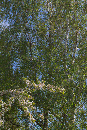 big birch trees over blue sky with cherry blossom branches