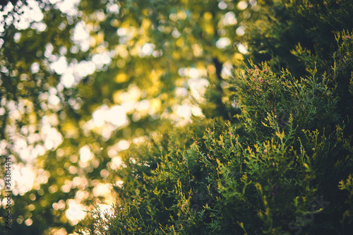 sun shining trough cypress background