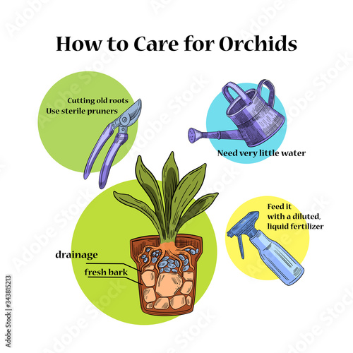Vector stock concept “How to care for orchids”. Home plant in pot with drainage, soil, secateurs, liquid fertilizer and watering can. Guide about flowers repotting and care. Isolated on white.