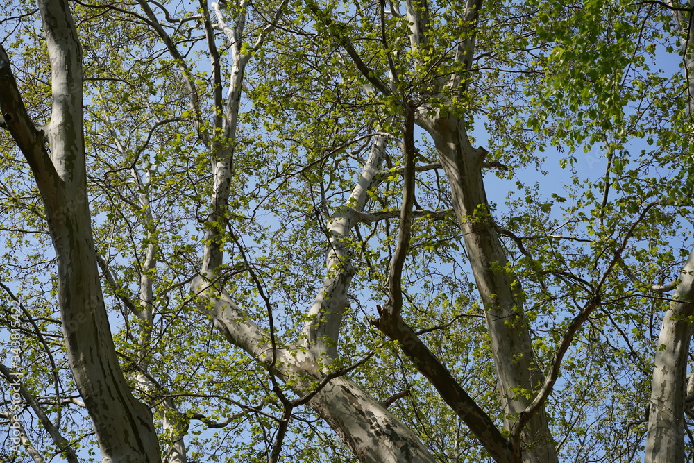 Grüne Blattlandschaft einer alten Platane im Tiergarten (Berlin) Grüne Blattlandschaft einer alten Platane im Tiergarten (Berlin)