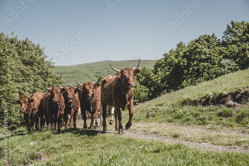 Vaches Salers en estive dans le Cantal, France photo