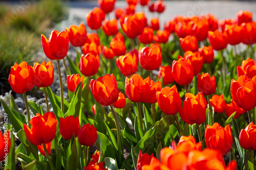 Red tulips background. Beautiful tulip in the meadow. Flower bud in spring in the sunlight. Flowerbed with flowers. Tulip close-up. Red flower Closeup