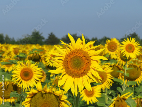 Sunflowers field and clear blue sky. Picturesque rural landscape in sunny day  concept for production of sunflower oil