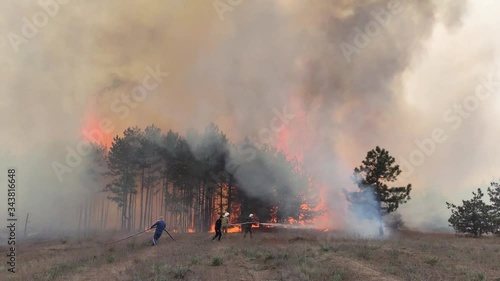 Firefighters work hard, Walk through Smokey Forest. Extinguish a fire
