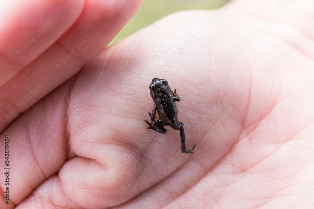 close-up of a tiny frog on one hand close-up of a tiny frog on one hand