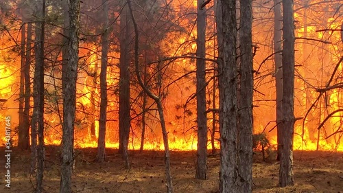 Soaring Flames And Smoke Above Burning Trees. Fire Storm In The Forest – Hell On Earth. photo