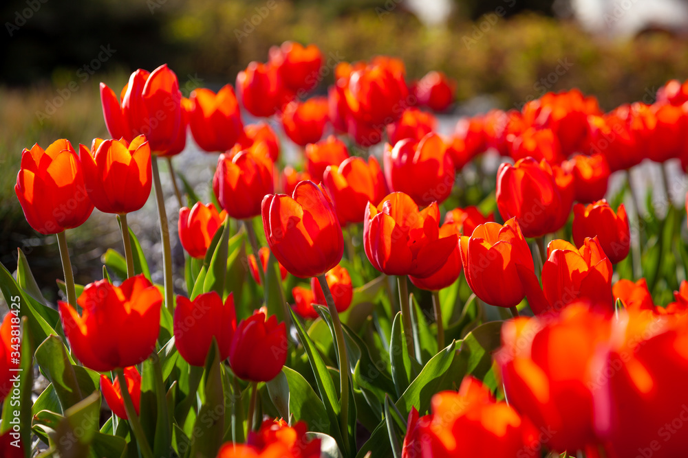 Red tulips background. Beautiful tulip in the meadow. Flower bud in spring in the sunlight. Flowerbed with flowers. Tulip close-up. Red flower Red tulips background. Beautiful tulip in the meadow. Flower bud in spring in the sunlight. Flowerbed with flowers. Tulip close-up. Red flower