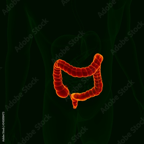 3D Illustration Human Digestive System Anatomy (Large Intestine)