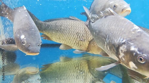 Fishes diving under water close up