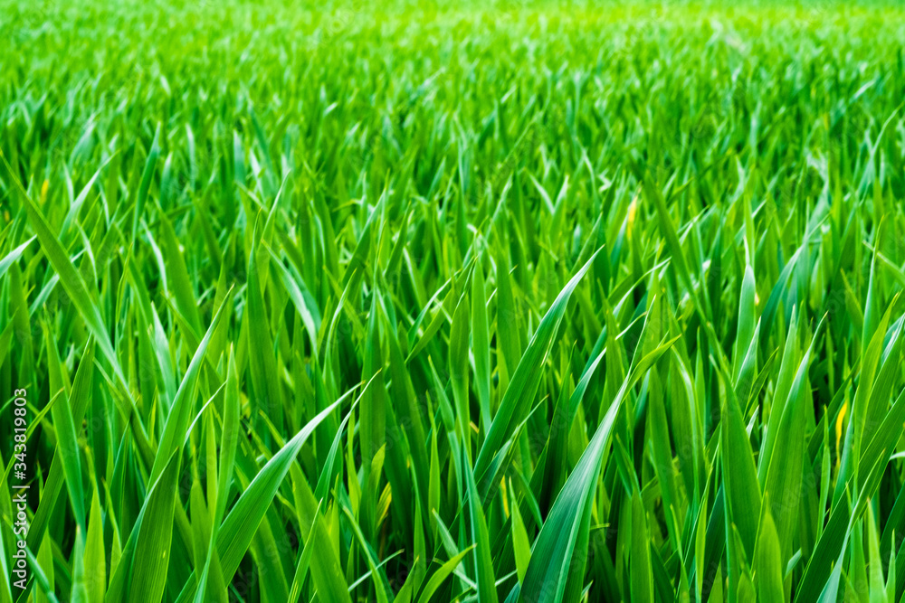 Obraz premium Grass is what you think of but it is a luscious young wheat field in spring