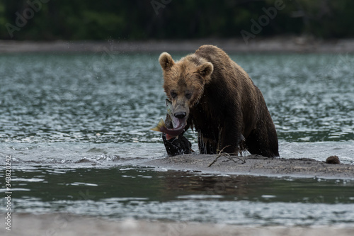Brown bear hunting a salmon fish in the wild Kamchatka, Russia  © Roi
