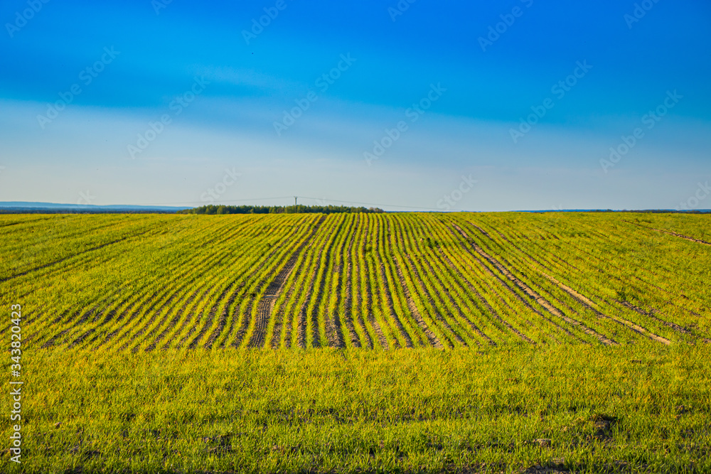 Field of wheat in spring