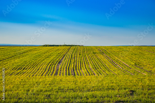 Field of wheat in spring