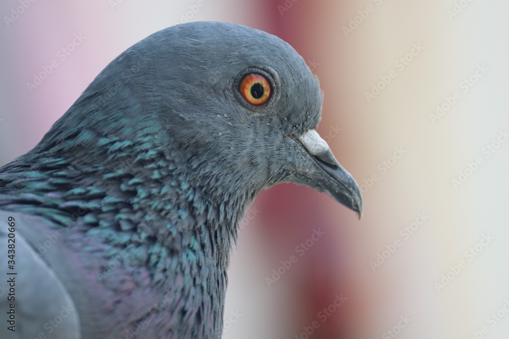 Portrait of a pigeon, Photo clicked at Surat, Gujarat - India Portrait of a pigeon, Photo clicked at Surat, Gujarat - India