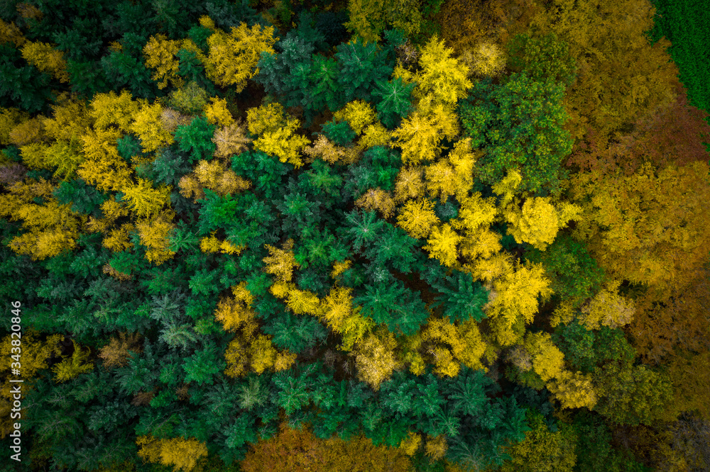 Wald Drohne Drohnenaufnahme von oben Wald Drohne Drohnenaufnahme von oben