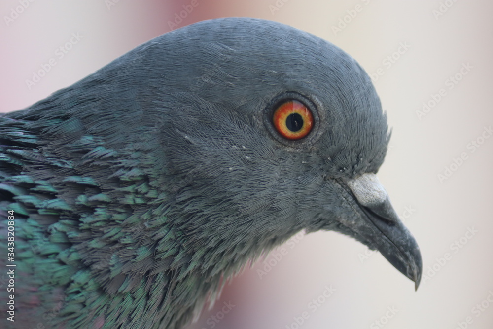 Portrait of a pigeon, Photo clicked at Surat, Gujarat - India Portrait of a pigeon, Photo clicked at Surat, Gujarat - India
