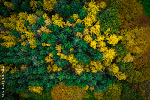 Wald Drohne Drohnenaufnahme von oben © Denis Sandmann