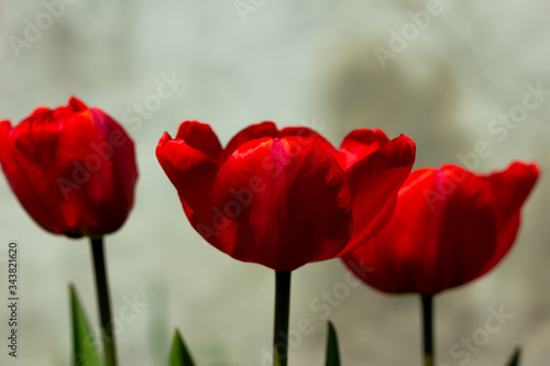Three red tulips are with the washed out back background