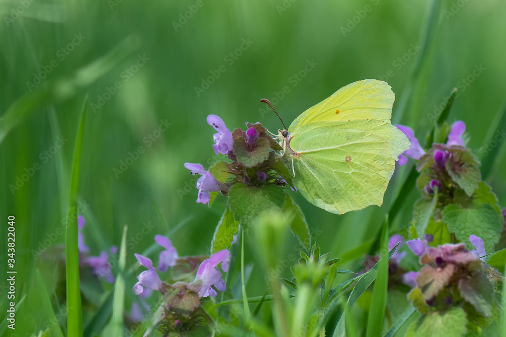 Pieridae / Orakkanat / / Gonepteryx rhamni Pieridae / Orakkanat / / Gonepteryx rhamni