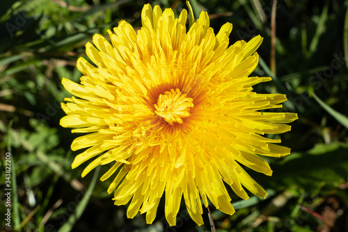 dandelion yellow flower