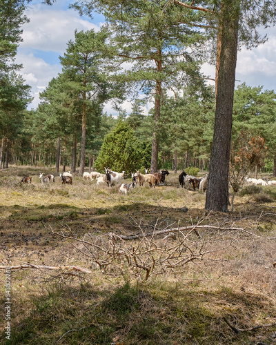 Wallpaper Mural Ziegen im Wald Torontodigital.ca