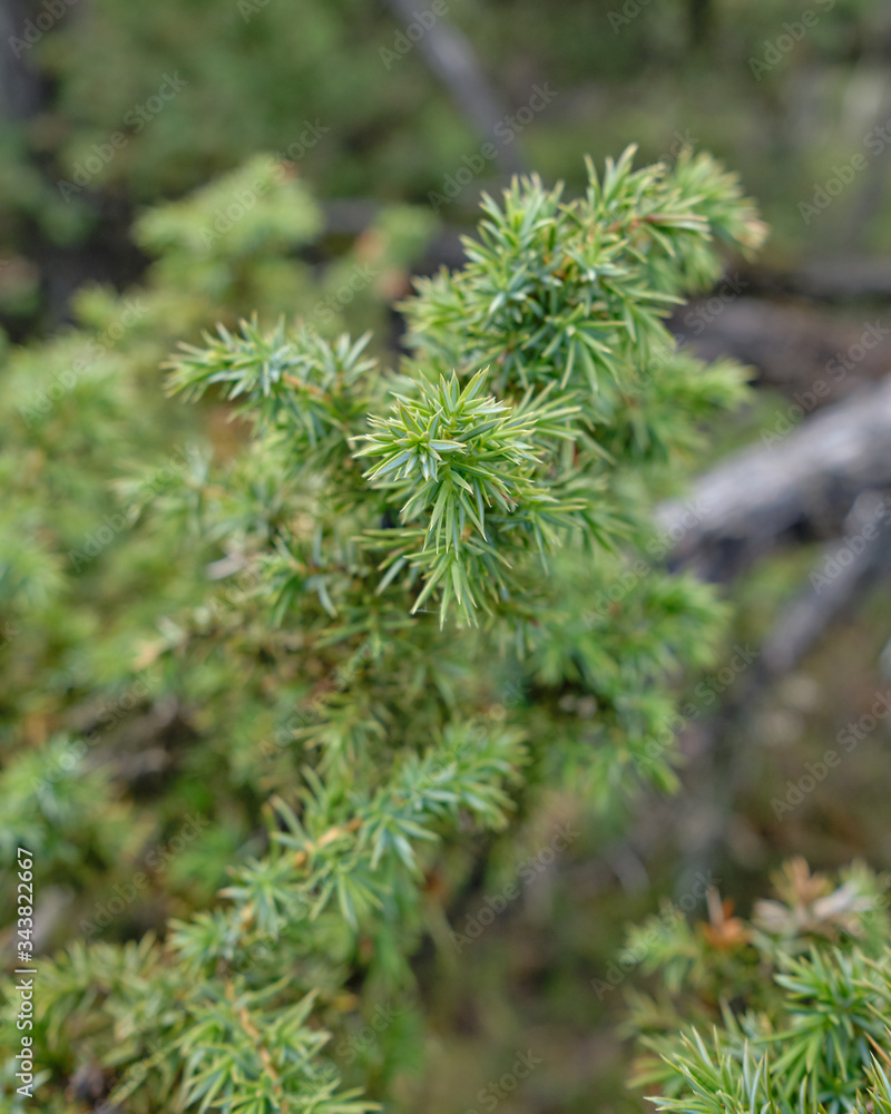 Pflanze Natur Wald Pflanze Natur Wald