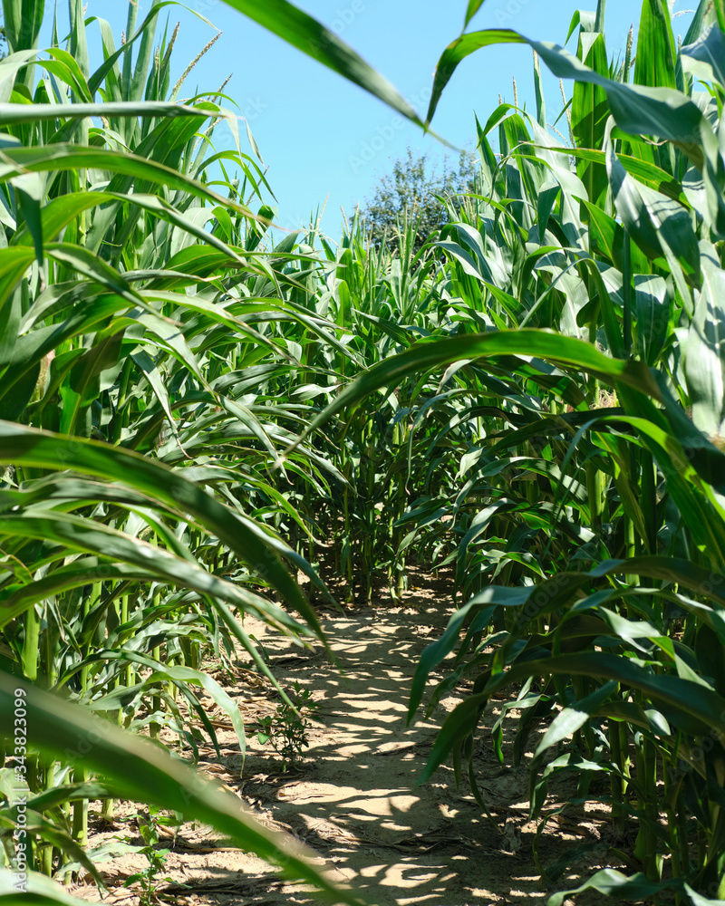 Maisfeld Labyrinth 