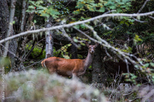 Fototapeta Naklejka Na Ścianę i Meble -  Deer in Capcir forest, Cerdagne, France